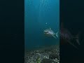 Close Call with Huge Great White Shark 🎬 Fabian Clinton #Shorts #SharkWeek