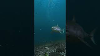 Close Call with Huge Great White Shark 🎬 Fabian Clinton #Shorts #SharkWeek