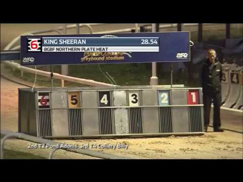 2019 BGBF NORTHERN PLATE - HEAT 3 - T6 KING SHEERAN