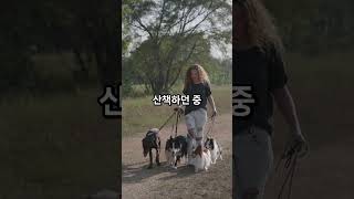 Download lagu 이 강아지는 우연히 월드컵 트로피를 발견했어요 🏆 #축구 mp3