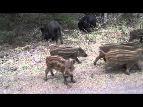 Vildsvin i älgberget 13/5 2013