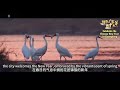 Celebrate Chinese New Year In Shaoguan Flourish Of Blossoms Radiant With Splendor