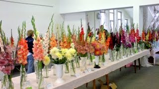 preview picture of video 'Výstava Gladiol , Gladioly Martin 2009, Slovakia Gladiolus show, prezentation, exhibition'