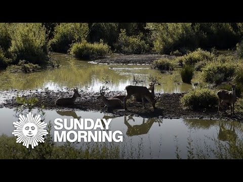 Rewilding: Letting nature take over