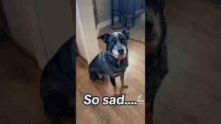 He left me…#blueheeler #australiancattledog #dog