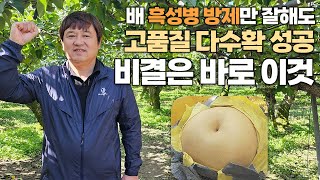 배 흑성병 방제 성공 비결! 20년 고수가 선택한 효과만점 방제 노하우는 이것