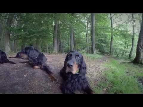 Darz Bór zapowiedź odcinka 152