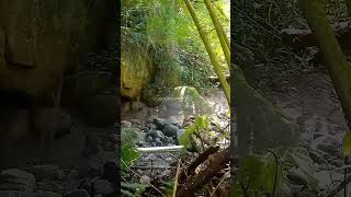 Download lagu menjaring Kacer air mp3