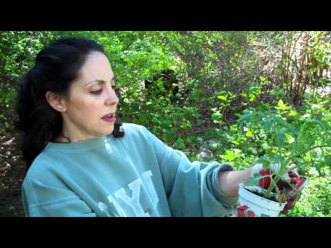 SARRO: Starting a Vegetable Garden - Part 1 - Mary Jo Sarro .com