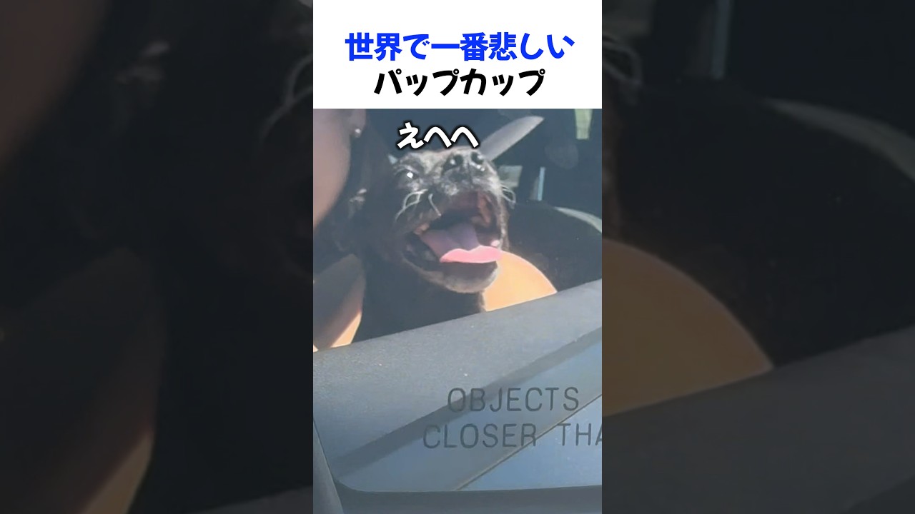 世界で一番悲しいパプカップ