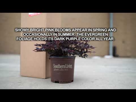 Purple Diamond Plant – A Stunning Pop of Color for Your Garden! 🌿