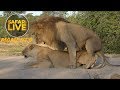 ThrowbackThursday Birmingham Boy Lion Mating With Amber Eyes