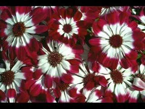 AFŞİN GÜLDESTE ÇİÇEKÇİLİK&GRUP GÜLDESTE