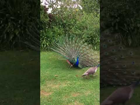 Peacock Mating Dance