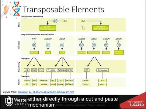 CH450 Chapter 4.3: Sequencing the Human Genome