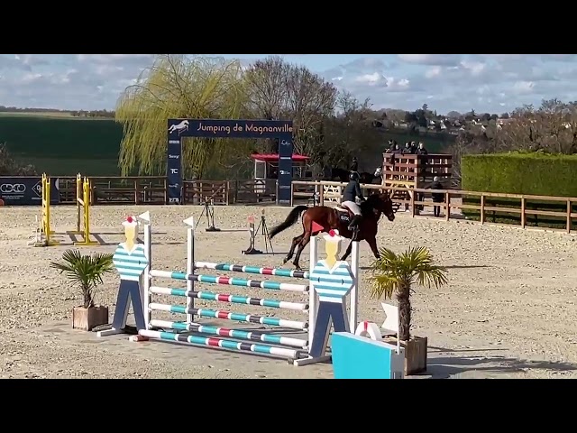 Hongre 7 ans Bamako x nabab