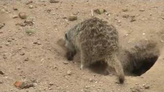 preview picture of video 'Meerkats at Wildlife World Zoo WS'