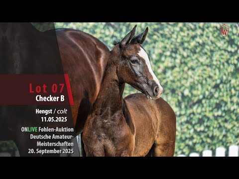 ONLIVE Fohlen-Auktion Lot 07 Checker B Hengst v. Caribis Z - Cordynox