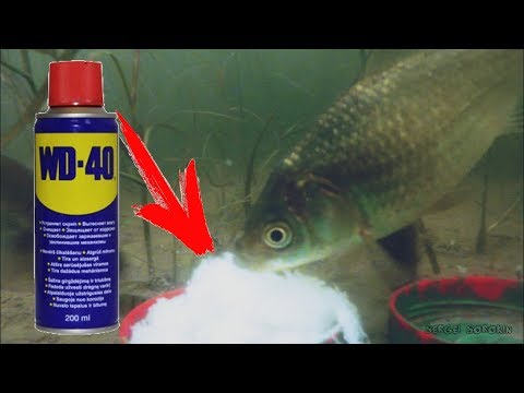 В ютубі наживка на рибалку манка з ведешкою wd 40 В ютубі наживка на рибалку манка з ведешкою wd 40