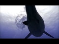 Sea Monsters Dunkleosteus Dive Part 1