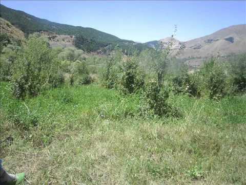 Xezal u Delal - Tew Veyvike   kaynarpınar köyü