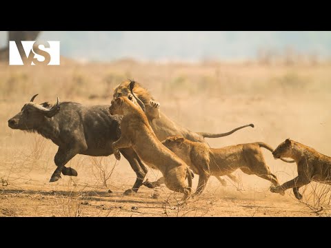 KALAHARI | Der Kampf ums Überleben in der Afrikanischen Wüste - Tierdokumentation