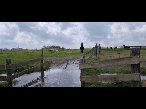 Stal Okkema's Yoep - Norbert x Lolke - Gelding - 2015 - 1.70m