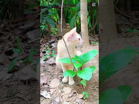 Maw maw #cat #cartoon #animals #funny #superhero