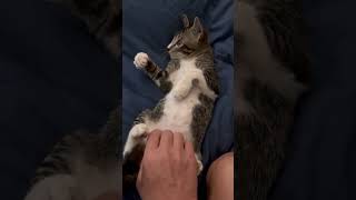 This little monster watch snooker! #cat #catvideos #cute #snooker #worldsnookertour #kitten