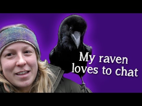 Did You Know Ravens Could Talk Just Like Parrots?