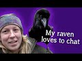 Fable the Raven |  Did you know Ravens can talk?!