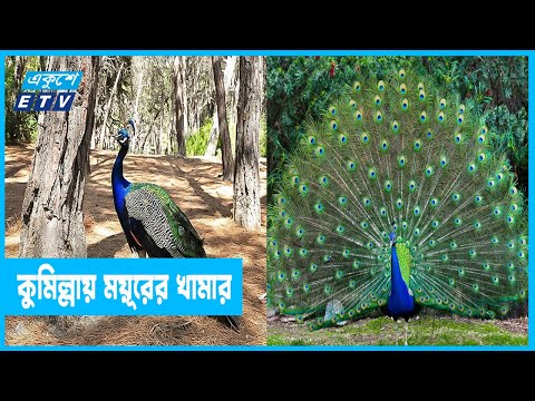 ময়ূরের খামার গড়ে সফল শাহ আলী
