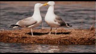 Lesbian Seagull