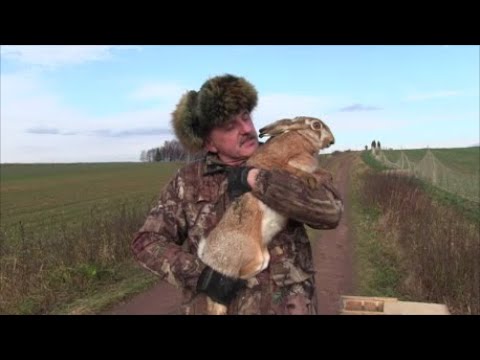 Spotkałem myśliwych - odcinek 176    Odłowy zajęcy - zanikająca sztuka