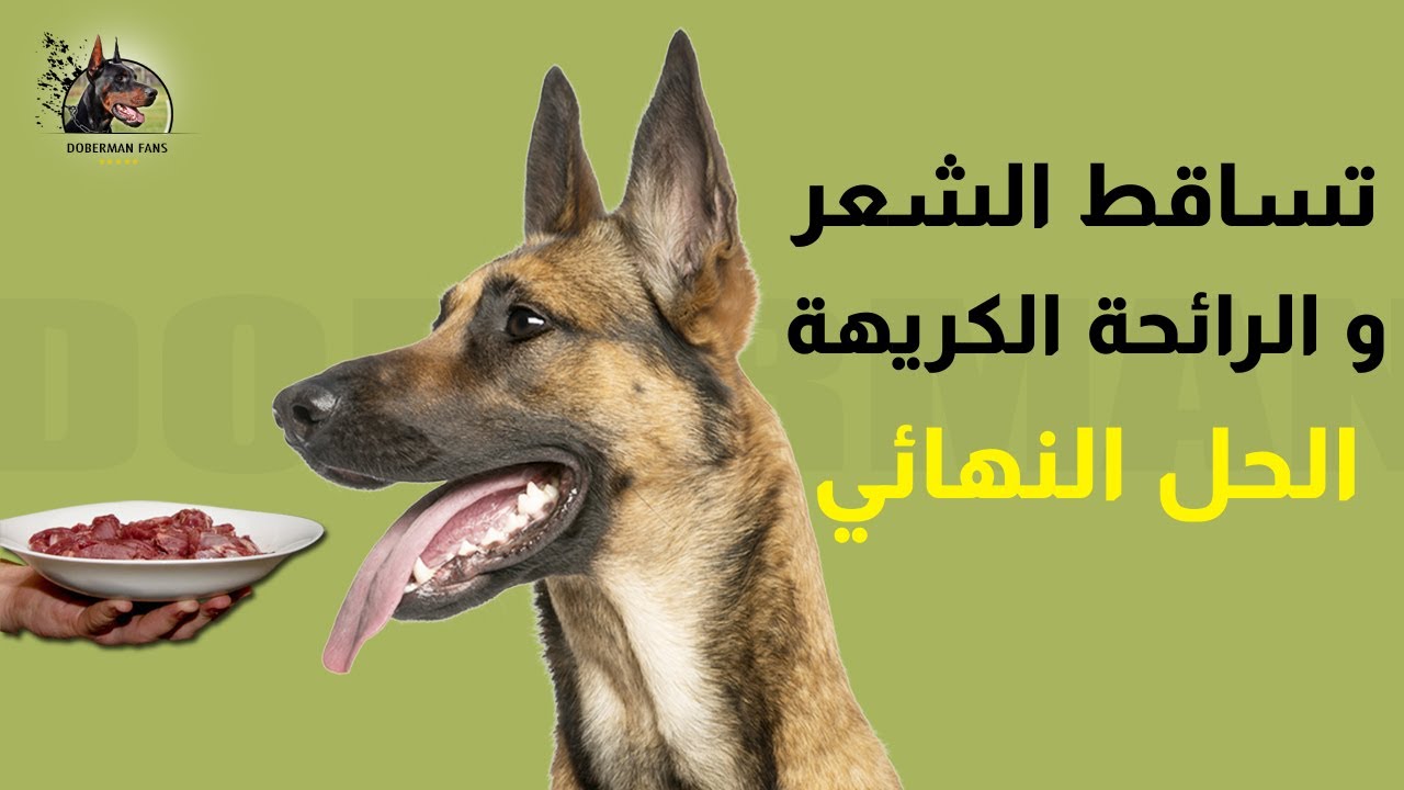Mon Chien a une mauvaise Odeur et Perd Ses Poils: La solution - تساقط الشعر و الرائحة الكريهة الحل