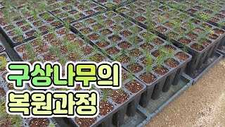 세심한 관리가 필요한 구상나무 묘목 / YTN 사이언스