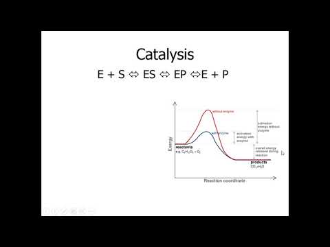 Chapter-6-Enzymes: Part 1