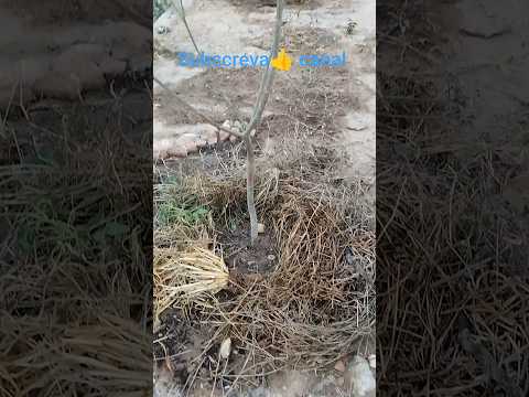 🌾Mudas Ipê Amarelo serra Crato Araripe Ceará 🌾