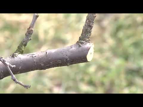 Od rezidbe zavisi kvalitet i količina prinosa voća