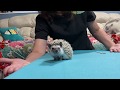 Bonding with your hedgehog outside of the cage