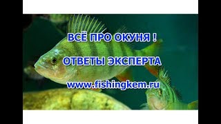 Когда нерест окуня весной в московской области