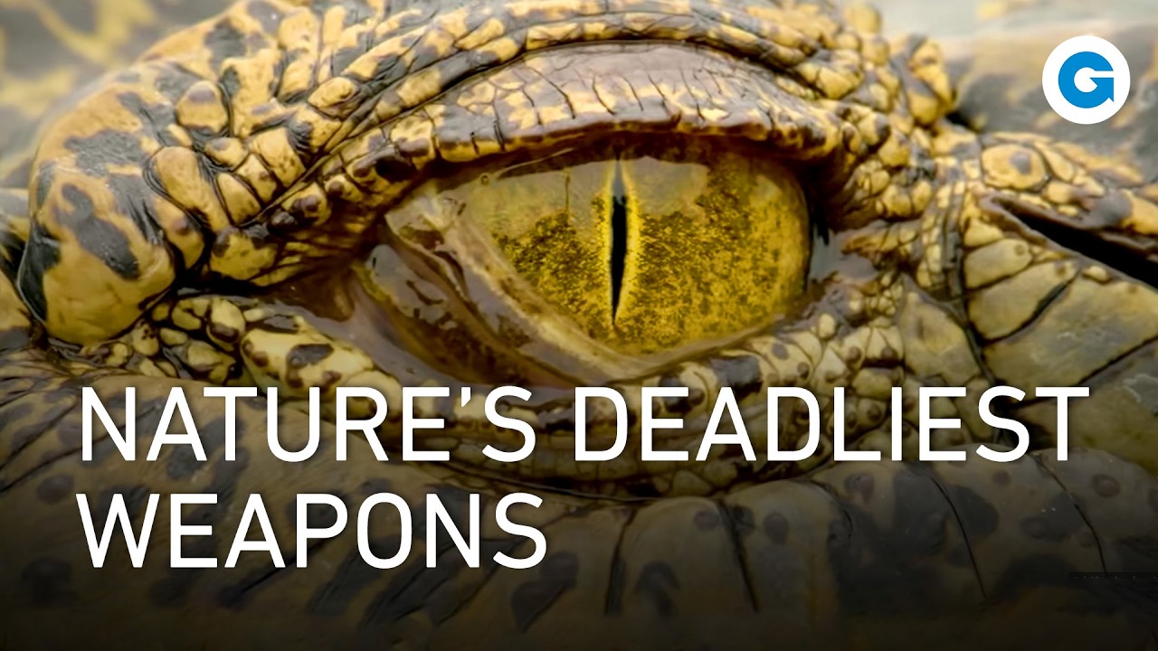 Animal Survival Tactics and Ocean Warfare | Extra Long Documentary