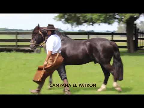 Lote 01 - Campana el Patron