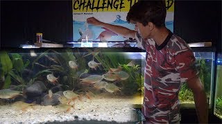 Getting Buenos Aires TETRAS!! by  Challenge the Wild