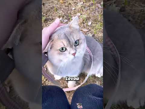 O gato encontrou um tesouro escondido na floresta! 💎