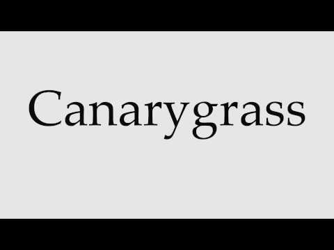 How to Pronounce Canarygrass