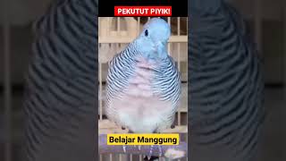 Download lagu PERKUTUT PIYIK BELAJAR MANGGUNG ‼️ mp3