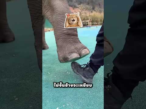 ลุงเอาเท้าออกมาจากช้างตัวนั้น
