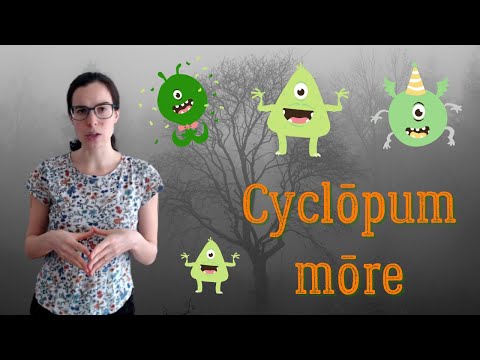 Latine loqui || Latin phrases || Cyclopum more