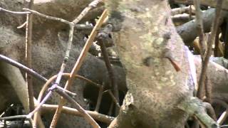 preview picture of video 'rock python gambia tentaba base camp.flv'